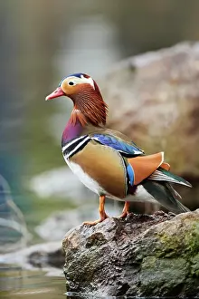 Mandarin: Mandarin duck (Aix galericulata), male, Bavaria