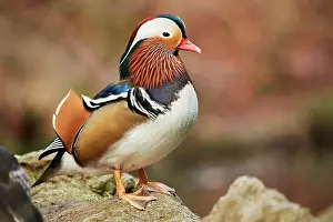 200722: Mandarin duck (Aix galericulata) male, Bavaria