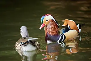 Mandarin: Mandarin duck (Aix galericulata) male and female