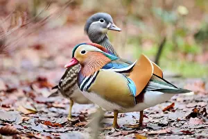 Mandarin: Mandarin duck (Aix galericulata) male and female
