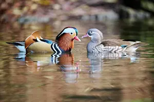 Mandarin: Mandarin duck (Aix galericulata) male and female
