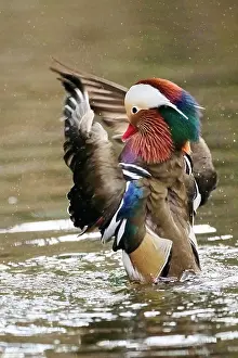 Mandarin: Mandarin duck (Aix galericulata) male flapping wings