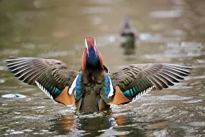 Mandarin: Mandarin duck (Aix galericulata) male flapping wings