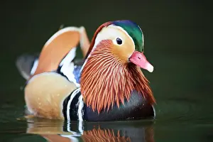 Mandarin: Mandarin duck (Aix galericulata) male swimming in