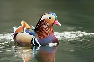 Mandarin: Mandarin duck (Aix galericulata) male swimming in