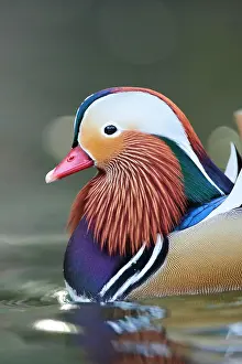 Mandarin: Mandarin duck (Aix galericulata) male swimming in