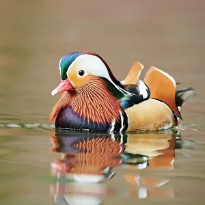 Mandarin: Mandarin duck (Aix galericulata) male swimming on