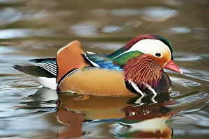 200722: Mandarin duck (Aix galericulata) male swimming in