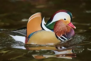 Mandarin: Mandarin duck (Aix galericulata) male swimming on
