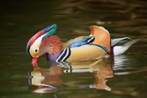 Mandarin: Mandarin duck (Aix galericulata) male swimming on