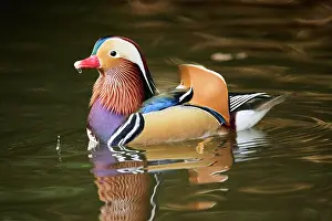 Mandarin: Mandarin duck (Aix galericulata) male swimming on