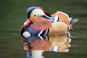Mandarin: Mandarin duck (Aix galericulata) male swimming on