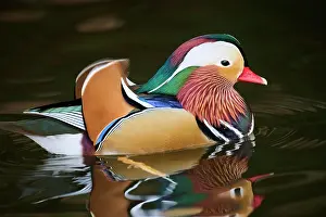 Mandarin: Mandarin duck (Aix galericulata) male swimming on
