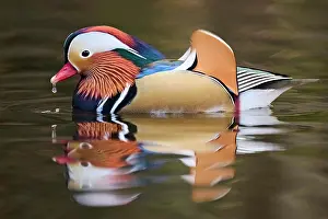 Mandarin: Mandarin duck (Aix galericulata) male swimming on
