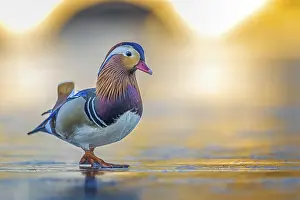 Mandarin: Mandarin Duck (Aix galericulata) male walking on an ice
