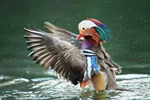 Mandarin: Mandarin duck (Aix galericulata) male, in water