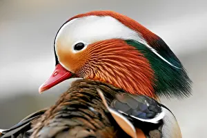 Mandarin: Mandarin Duck (Aix galericulata), side view, animal