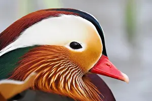 Mandarin: Mandarin duck (Aix galericulata), side view, animal