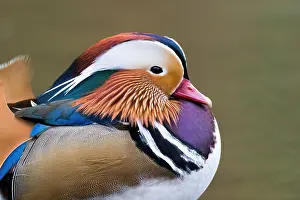 Mandarin: Mandarin Duck (Aix galericulata), side view, animal