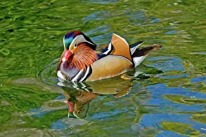 Galericulata: Mandarin Duck Drake