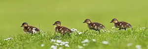 Galericulata: Mandarin Duck - ducklings running in flowers