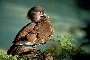Mandarins: Mandarin Duck - female
