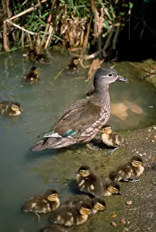 Ian Beames: Mandarin Duck - female & ducklings