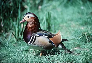 Mandarin: MANDARIN DUCK - in grass
