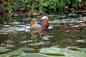 Mandarins: Mandarin Duck - male displaying on lake