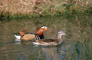 Maureen Brown: Mandarin Duck - male & female