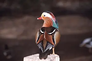 Posts: Mandarin Duck - male, perched on post