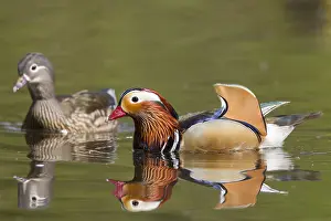 Galericulata: Mandarin Duck - pair - Germany