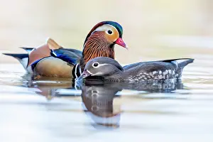 Mandarin: Mandarin Duck - Pair About to Mate - UK
