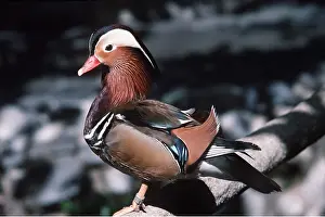 Kenneth Hoyle: MANDARIN DUCK - perched on branch
