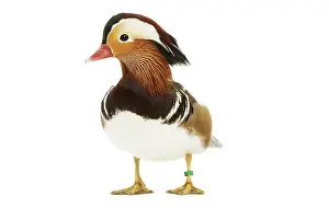 Mandarins: Mandarin Duck - in studio