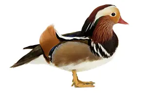 Mandarins: Mandarin Duck - in studio