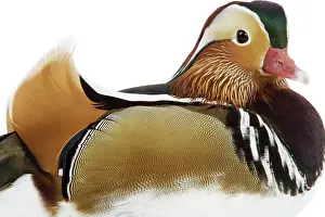 Mandarins: Mandarin Duck - in studio
