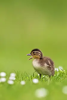 Galericulata: Mandarin - duckling in flowers calling