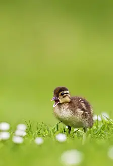 Galericulata: Mandarin - duckling in flowers calling