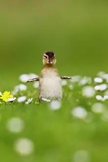 Galericulata: Mandarin - duckling in flowers wing flapping