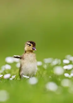 Galericulata: Mandarin - duckling in flowers wing flapping