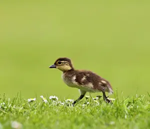 Galericulata: Mandarin - duckling running in flowers