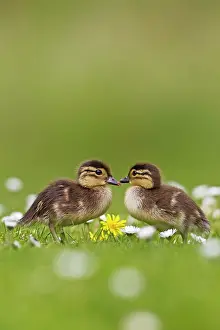 Galericulata: Mandarin - ducklings in flowers