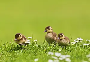 Galericulata: Mandarin - ducklings in flowers
