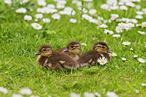 Galericulata: Mandarin - ducklings in flowers