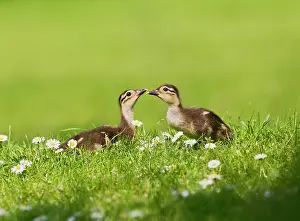 Galericulata: Mandarin - ducklings in flowers