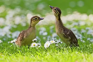 Galericulata: Mandarin - ducklings in flowers