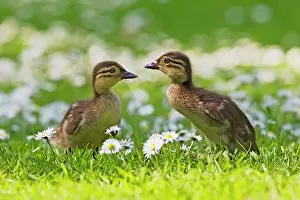 Galericulata: Mandarin - ducklings in flowers