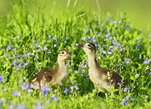 Galericulata: Mandarin - ducklings in flowers