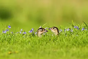 Galericulata: Mandarin - ducklings in flowers